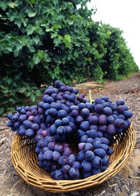 Israel Wine Source: Screenshot