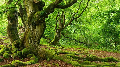 Urwald, Quelle: Screenshot